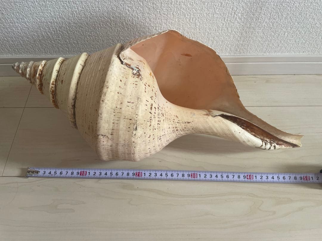 【天然法螺貝 】50cm ／2.4キロ　ホラ貝 貝殻 大きい　インテリア
