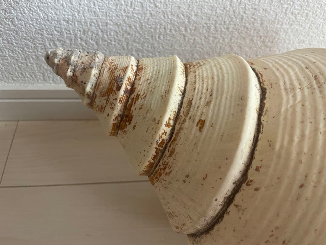 【天然法螺貝 】50cm ／2.4キロ　ホラ貝 貝殻 大きい　インテリア