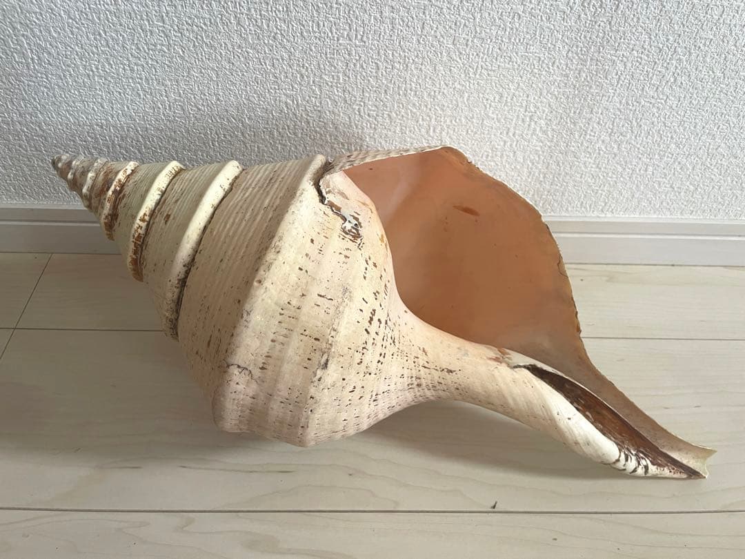 【天然法螺貝 】50cm ／2.4キロ　ホラ貝 貝殻 大きい　インテリア