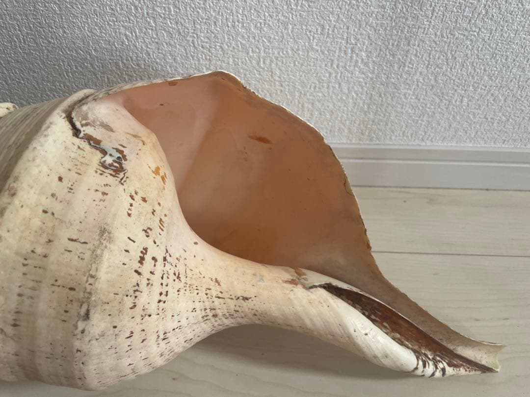 【天然法螺貝 】50cm ／2.4キロ　ホラ貝 貝殻 大きい　インテリア