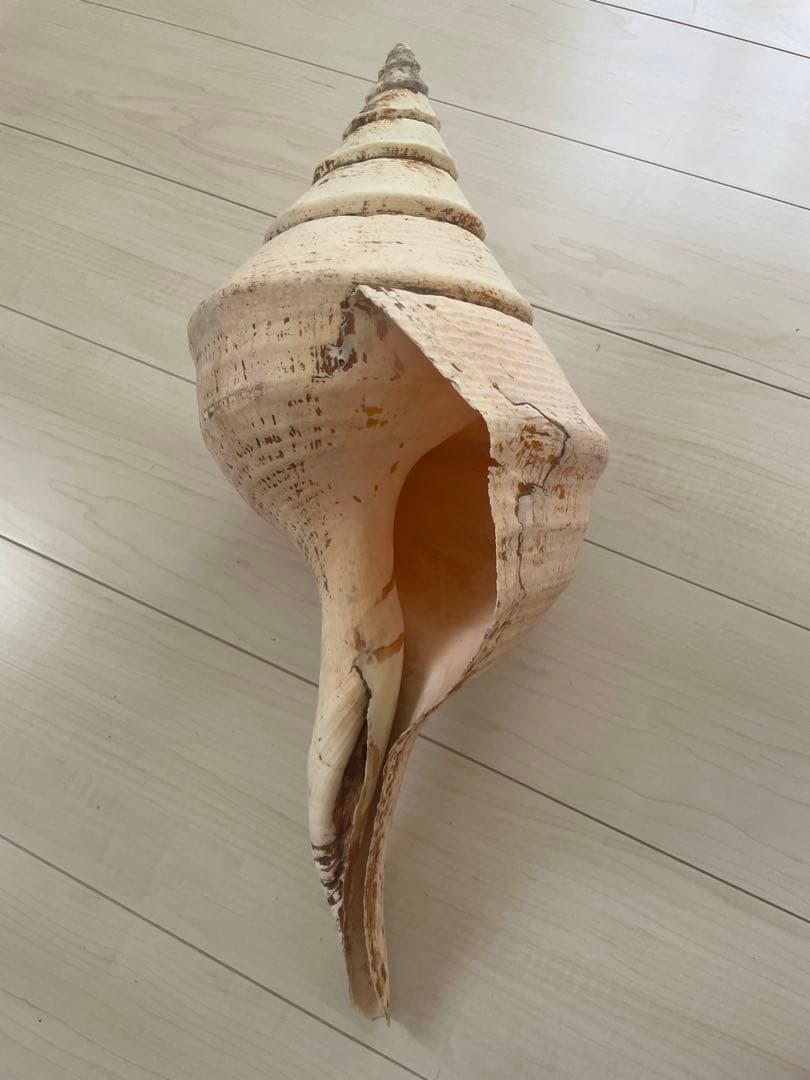 【天然法螺貝 】50cm ／2.4キロ　ホラ貝 貝殻 大きい　インテリア