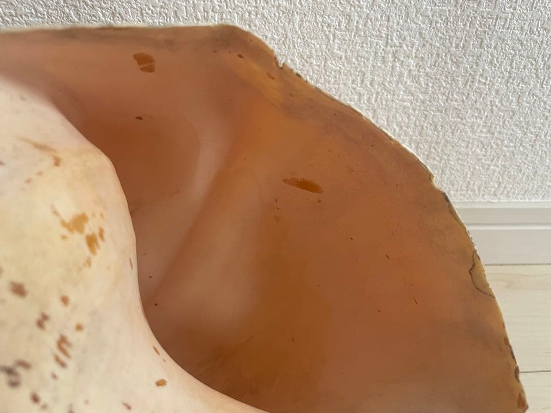 【天然法螺貝 】50cm ／2.4キロ　ホラ貝 貝殻 大きい　インテリア