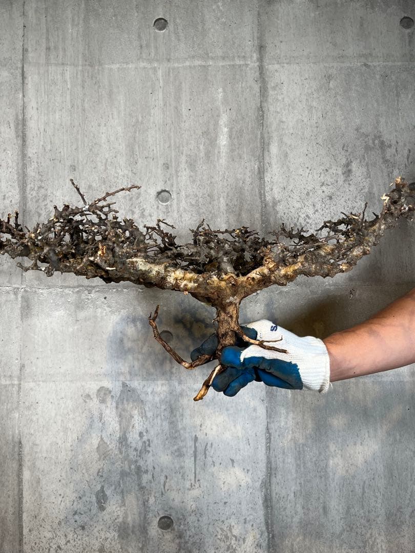 S*e様 31 コミフォラ sp エイル ソマリア産 超美樹形 超大株 鮮度抜群