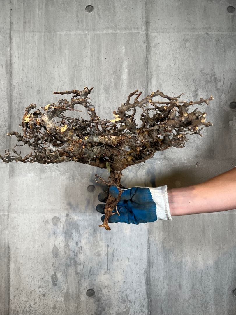 S*e様 31 コミフォラ sp エイル ソマリア産 超美樹形 超大株 鮮度抜群