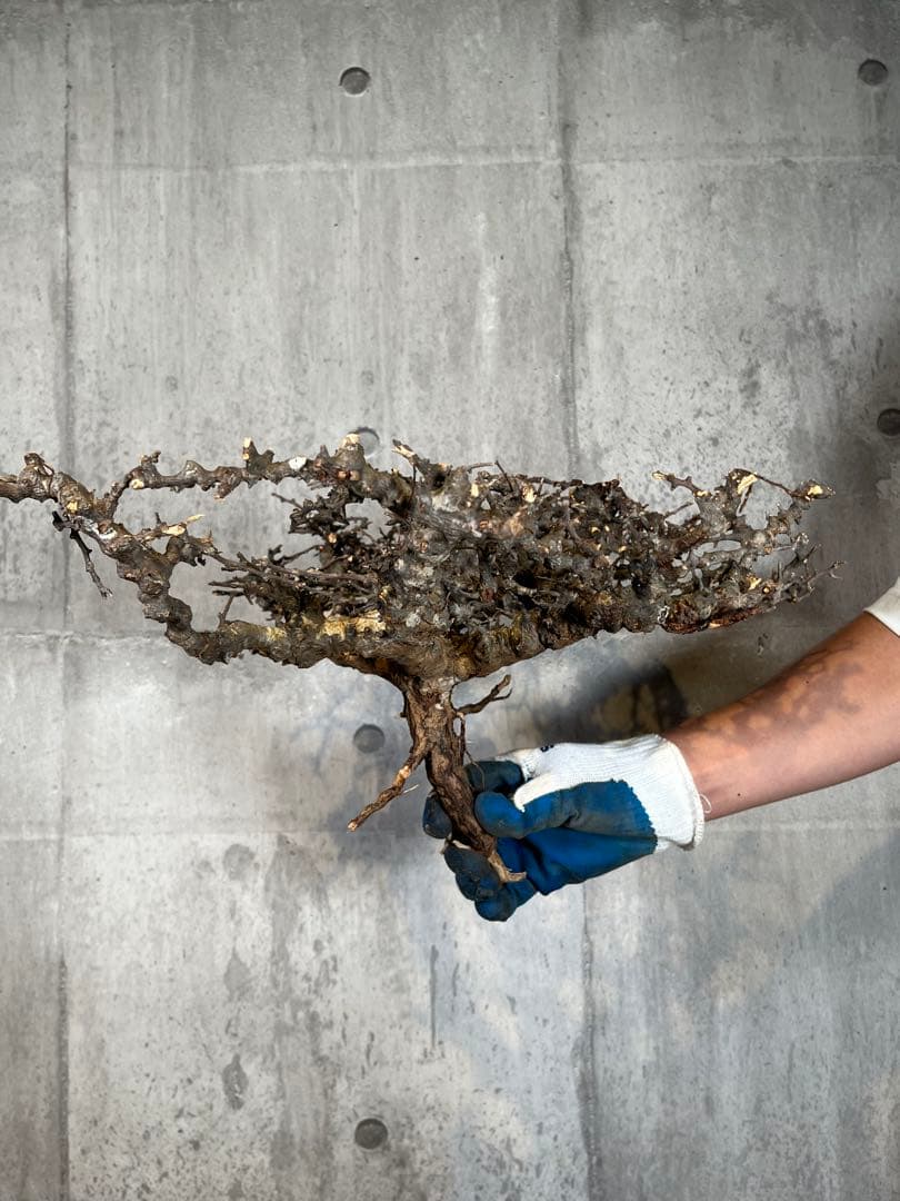 S*e様 31 コミフォラ sp エイル ソマリア産 超美樹形 超大株 鮮度抜群