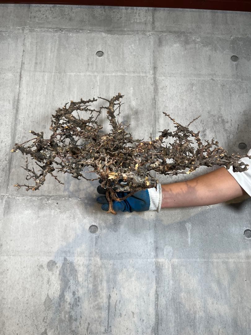 S*e様 31 コミフォラ sp エイル ソマリア産 超美樹形 超大株 鮮度抜群