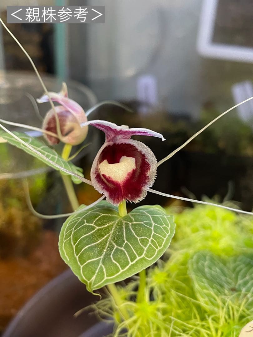 コリバス】Corybas Sp.(開花済み) 1球 - メルカリ