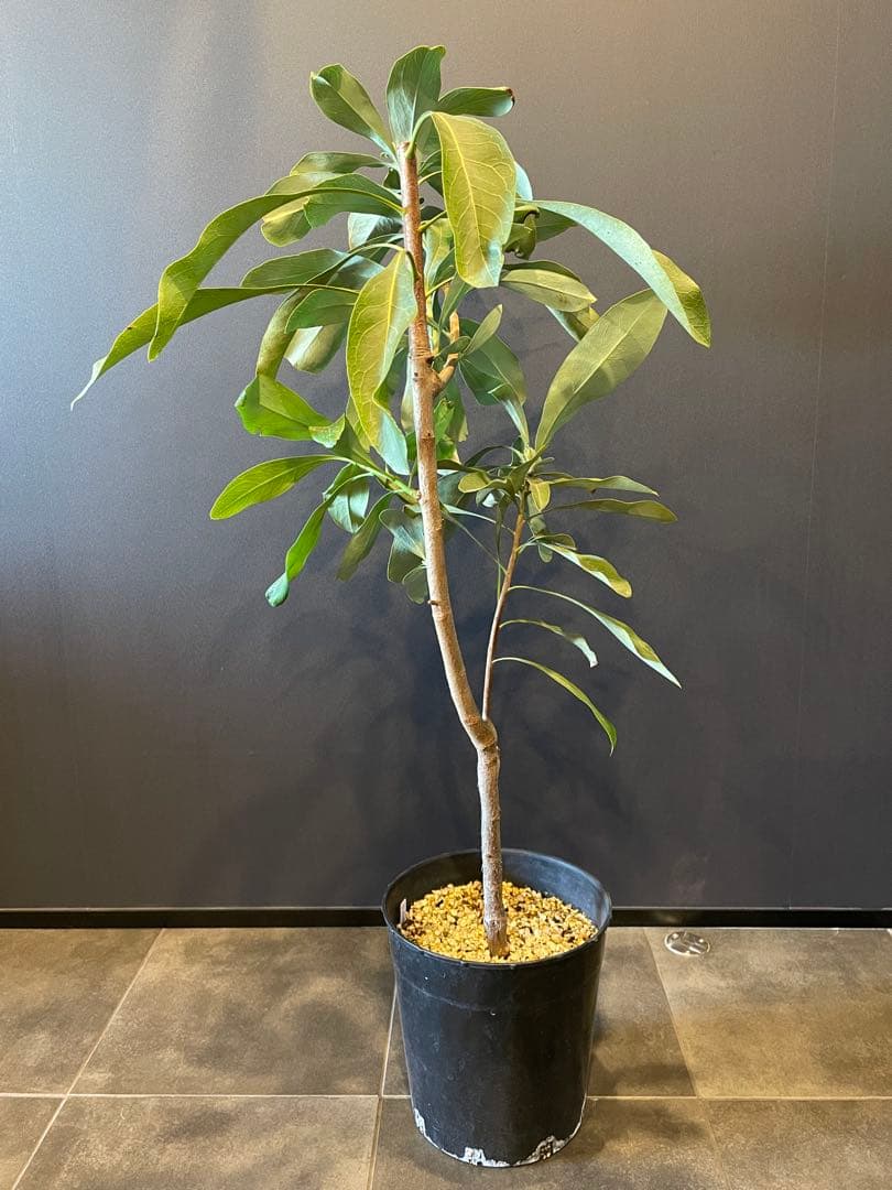 テロペア シェイディレディ レッド 7号 鉢植え 苗 オージー プランツ