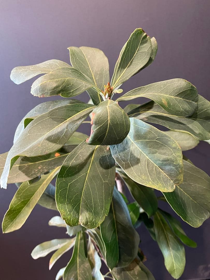 テロペア シェイディレディ レッド 7号 鉢植え 苗 オージー プランツ