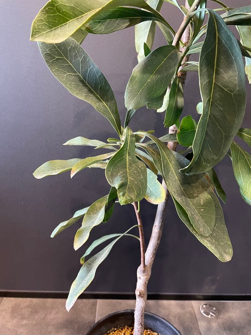 テロペア シェイディレディ レッド 7号 鉢植え 苗 オージー プランツ