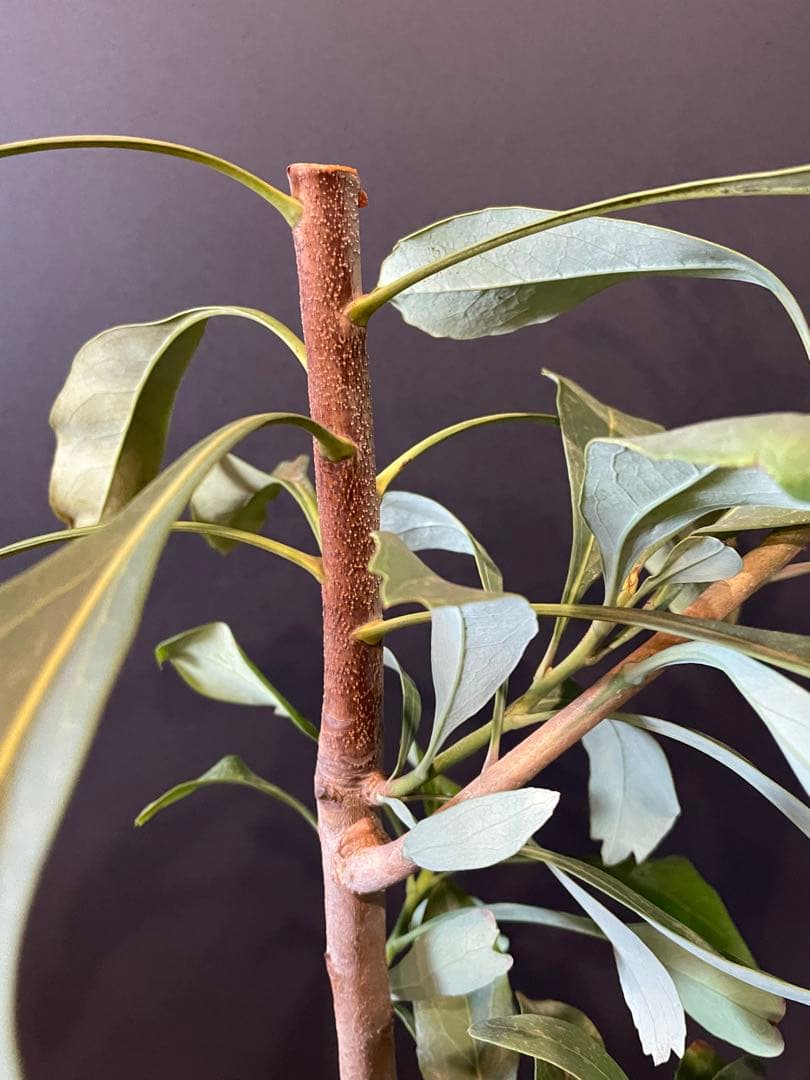 テロペア シェイディレディ レッド 7号 鉢植え 苗 オージー プランツ