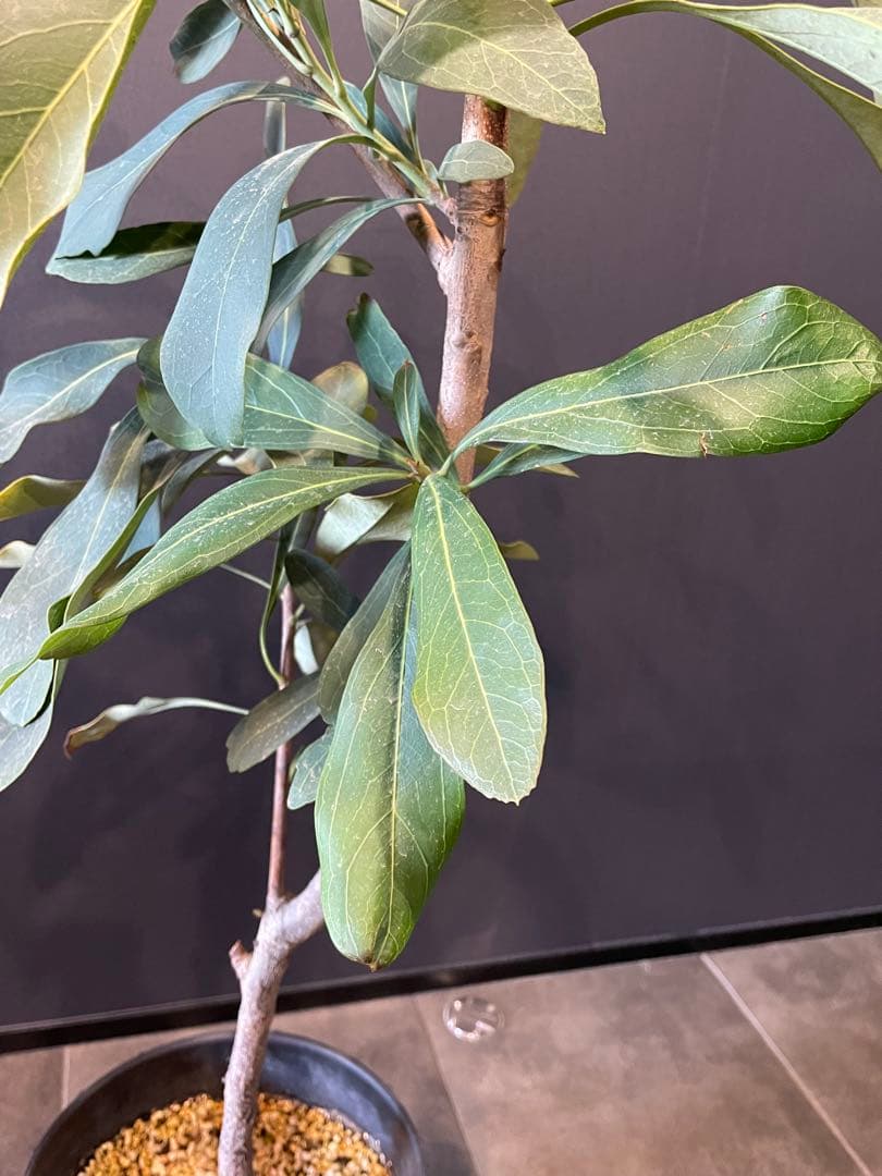 テロペア シェイディレディ レッド 7号 鉢植え 苗 オージー プランツ