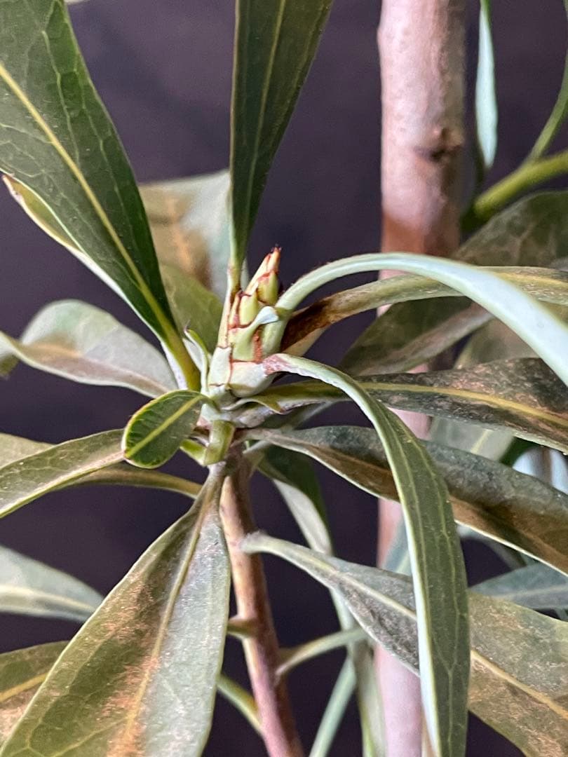 テロペア シェイディレディ レッド 7号 鉢植え 苗 オージー プランツ