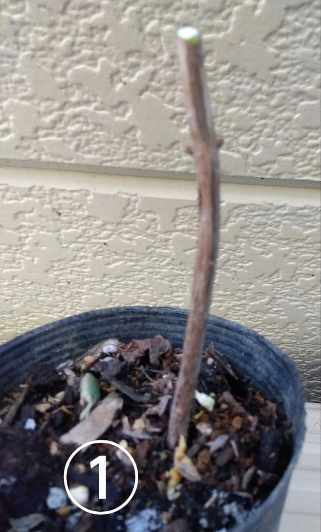 白 アナベル抜き苗