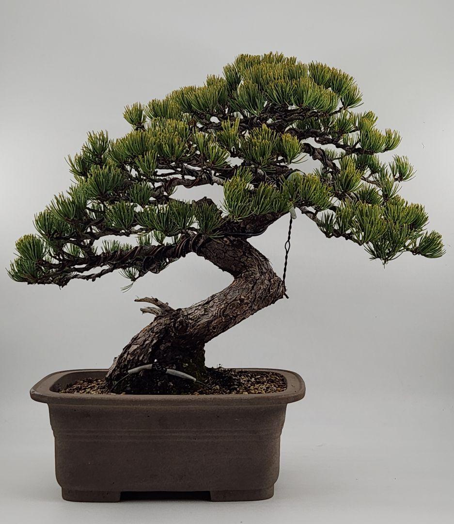 お正月セール 10日まで 中品 懸崖 接五葉松盆栽 五葉松盆栽 真柏盆栽 懸崖