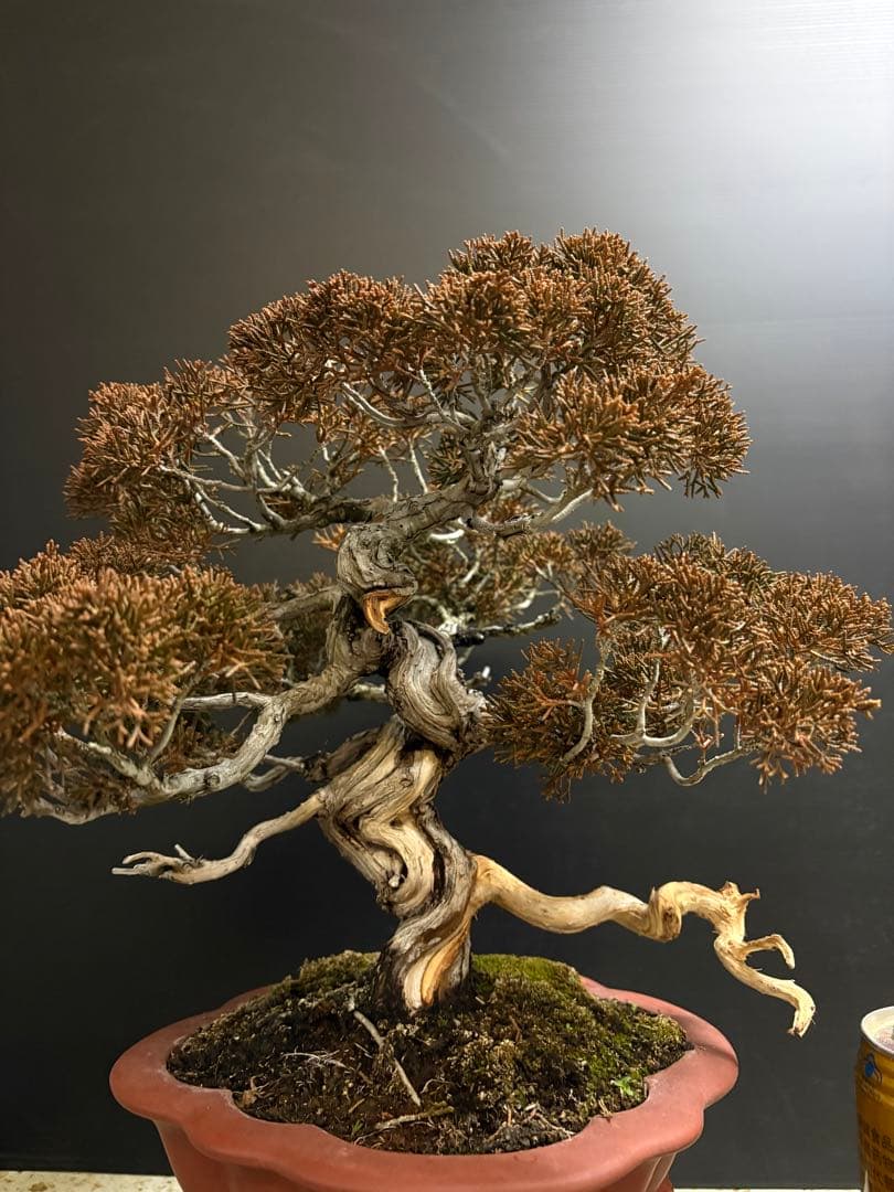 [盆栽]真柏/有望