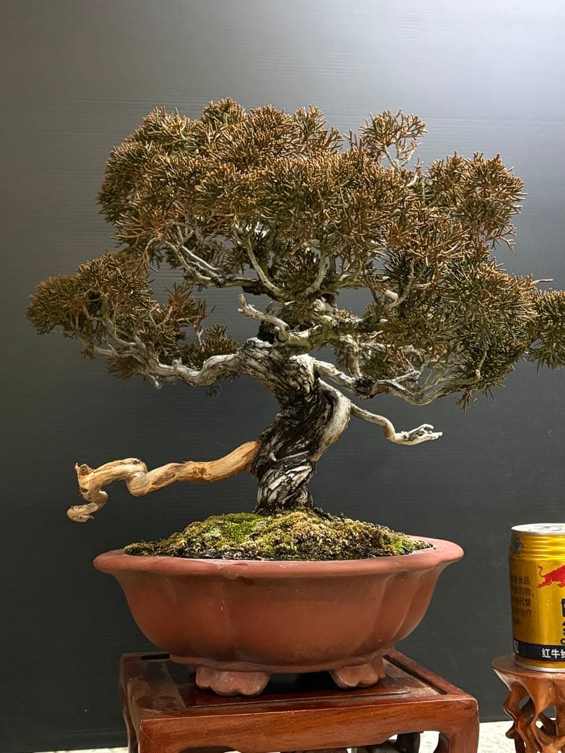 [盆栽]真柏/有望