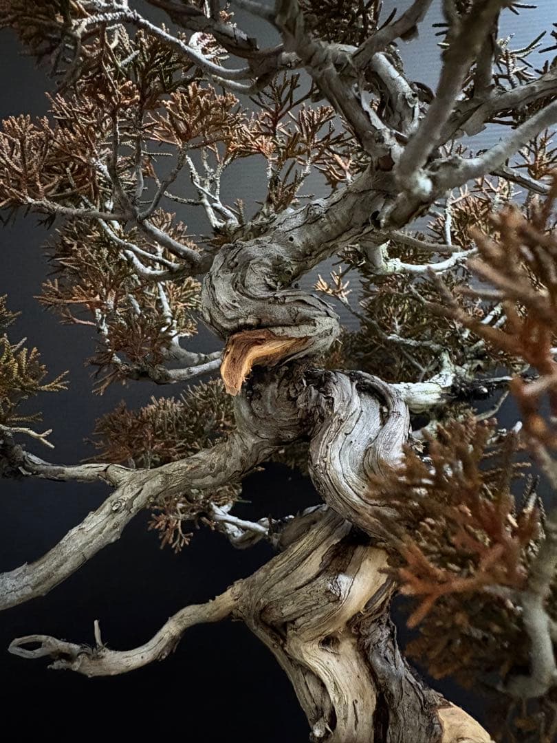 [盆栽]真柏/有望