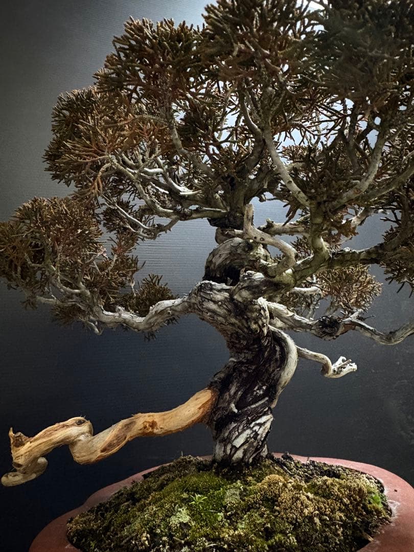 [盆栽]真柏/有望