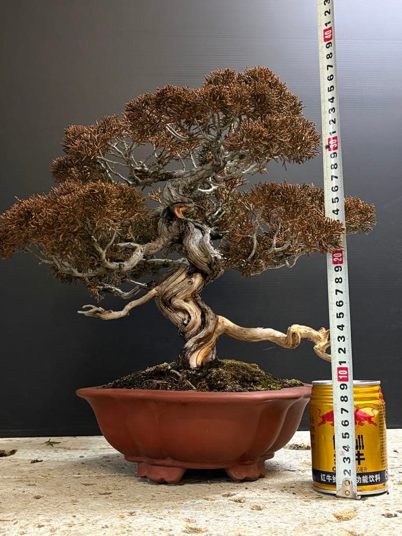 [盆栽]真柏/有望