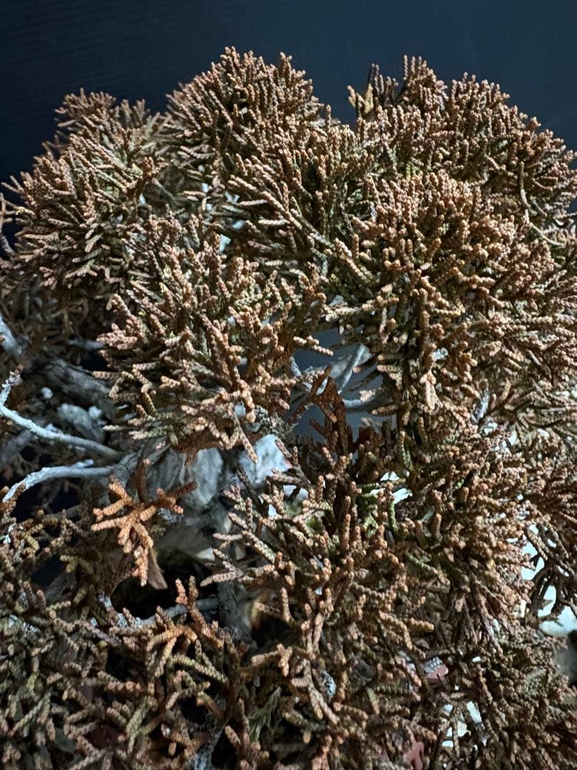 [盆栽]真柏/有望