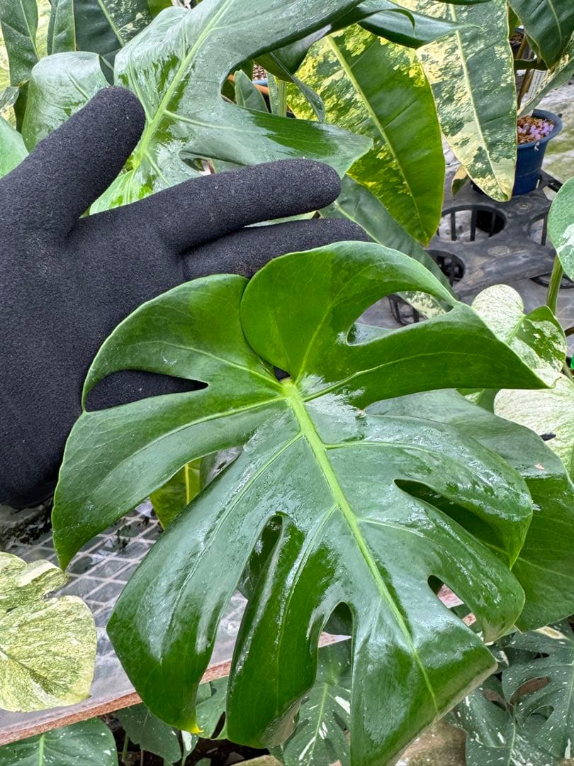 モンステラ　デリシオーサ グリーンオングリーン Green on Green