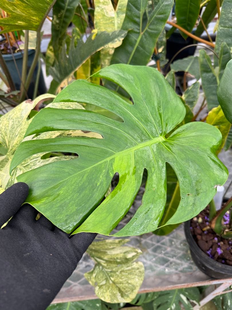 モンステラ　デリシオーサ グリーンオングリーン Green on Green