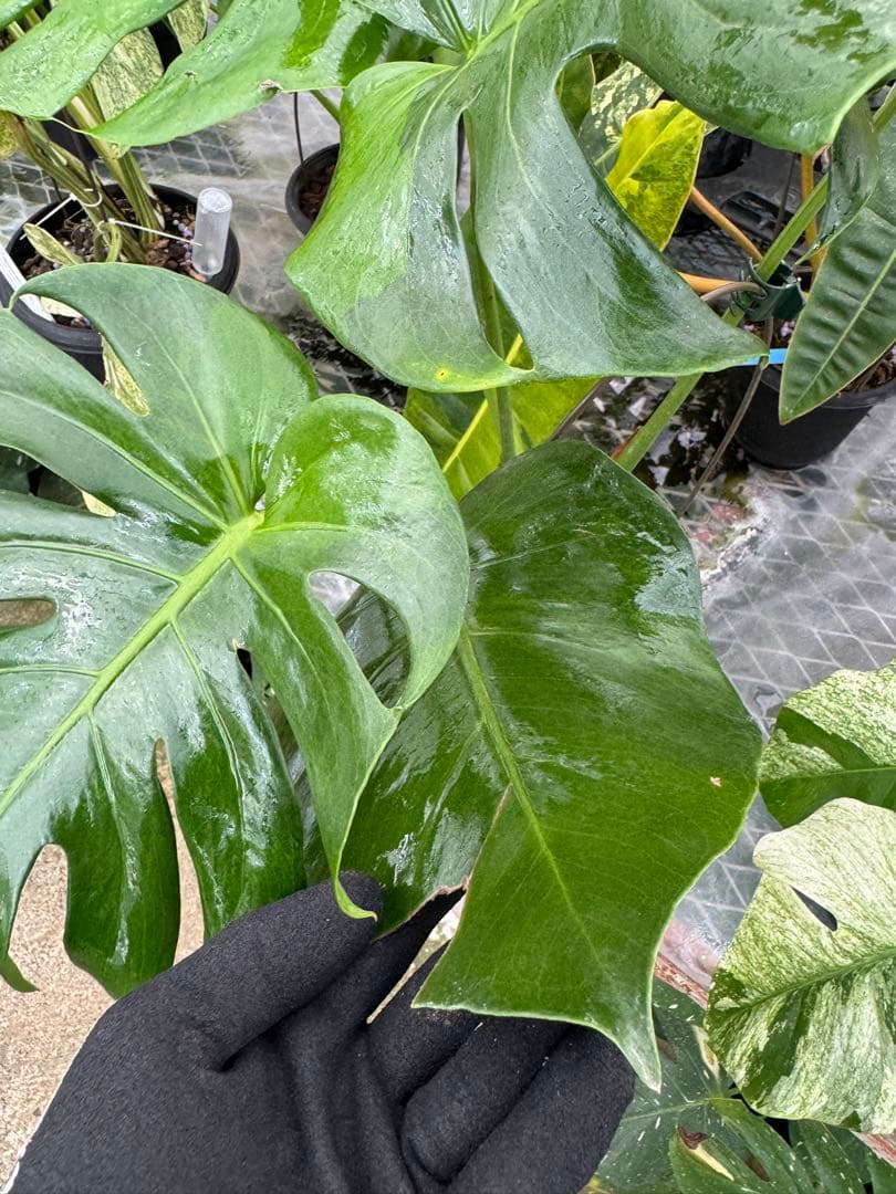 モンステラ　デリシオーサ グリーンオングリーン Green on Green