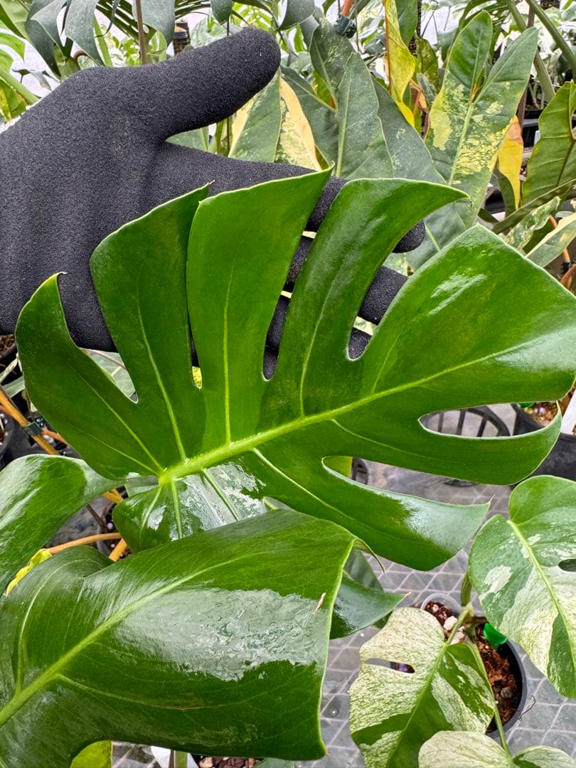 モンステラ　デリシオーサ グリーンオングリーン Green on Green