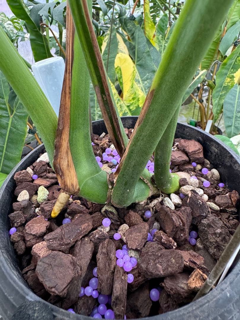 モンステラ　デリシオーサ グリーンオングリーン Green on Green