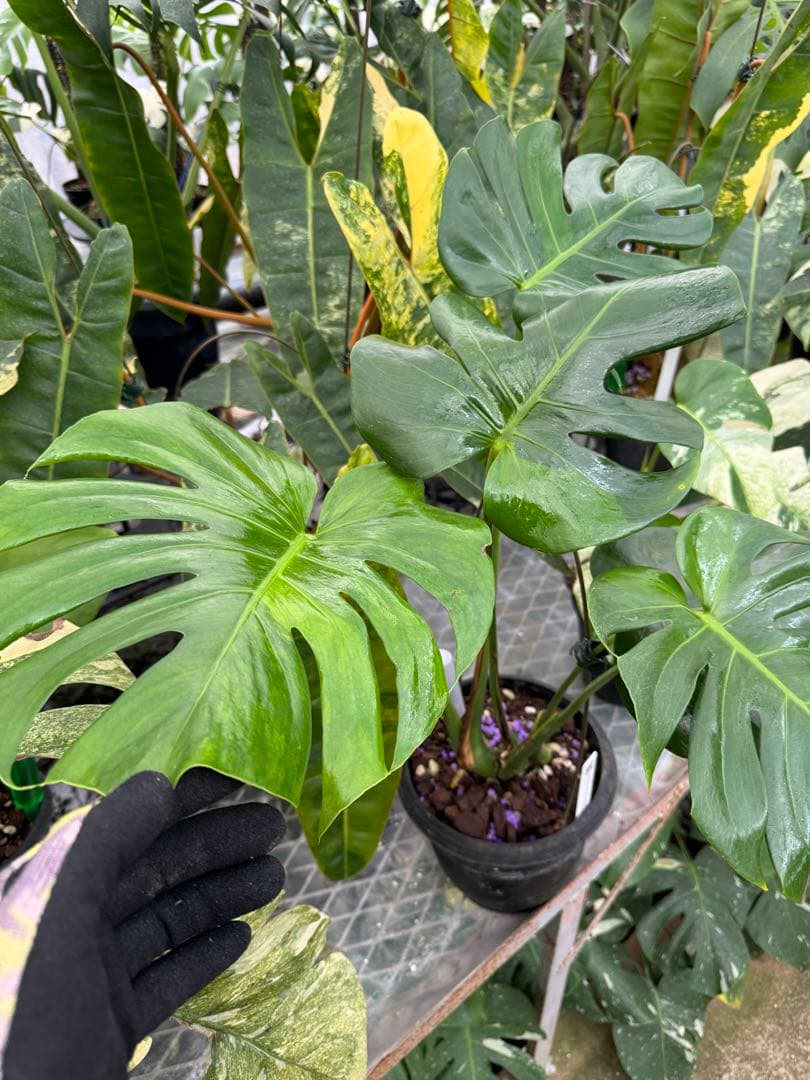 モンステラ　デリシオーサ グリーンオングリーン Green on Green