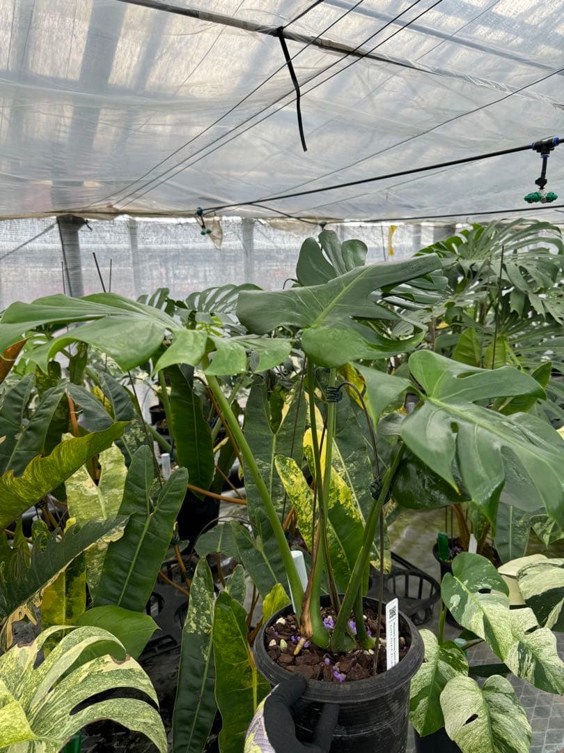 モンステラ　デリシオーサ グリーンオングリーン Green on Green