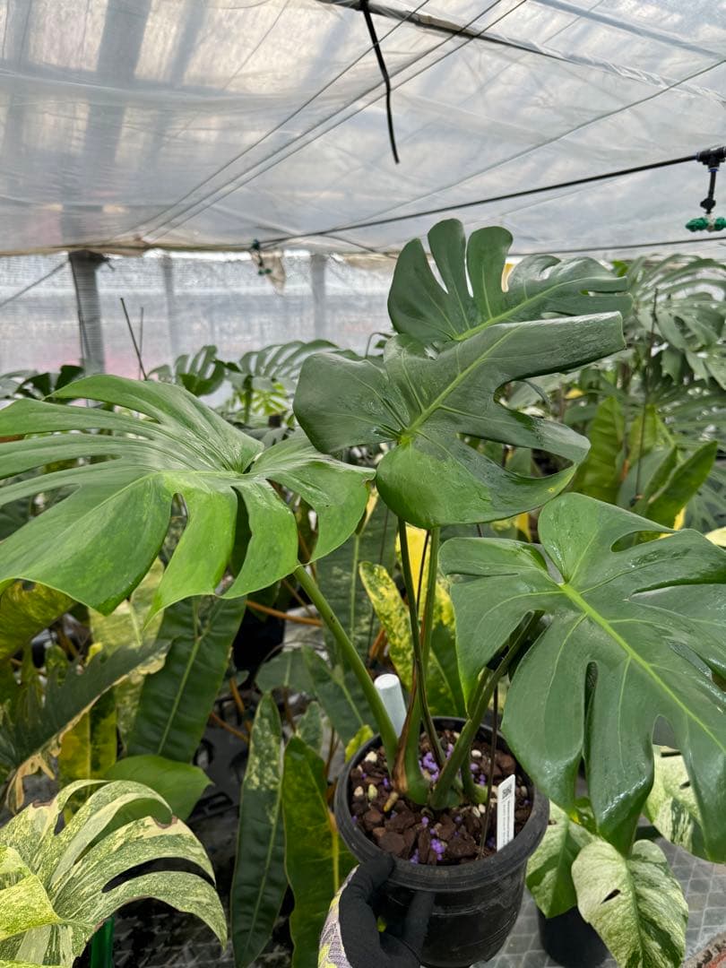 モンステラ　デリシオーサ グリーンオングリーン Green on Green