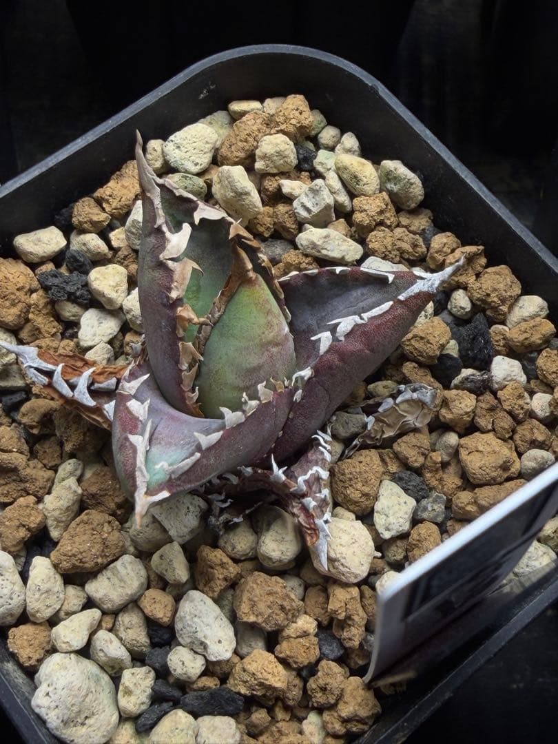 特選　アガベ　チタノタ 包心龍