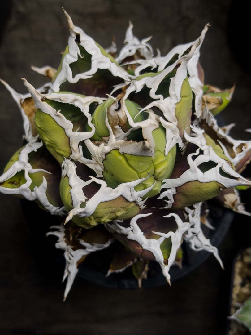 特選　アガベ　チタノタ 包心龍