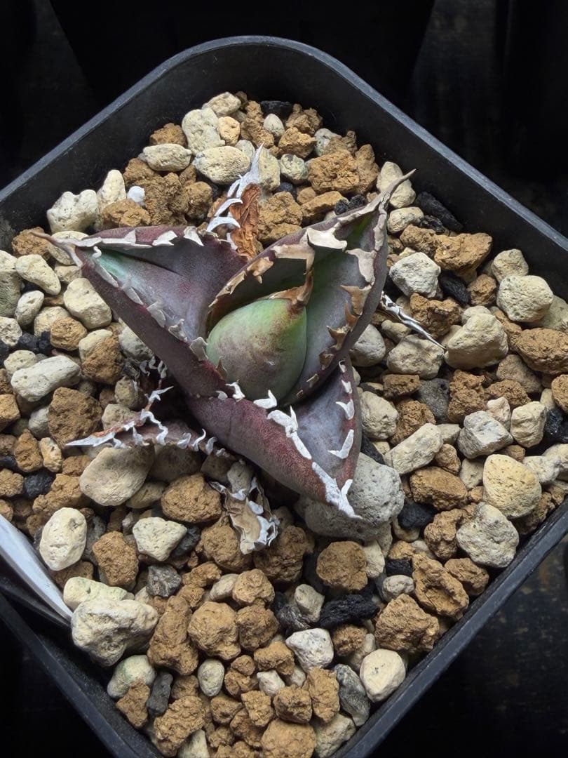 特選　アガベ　チタノタ 包心龍