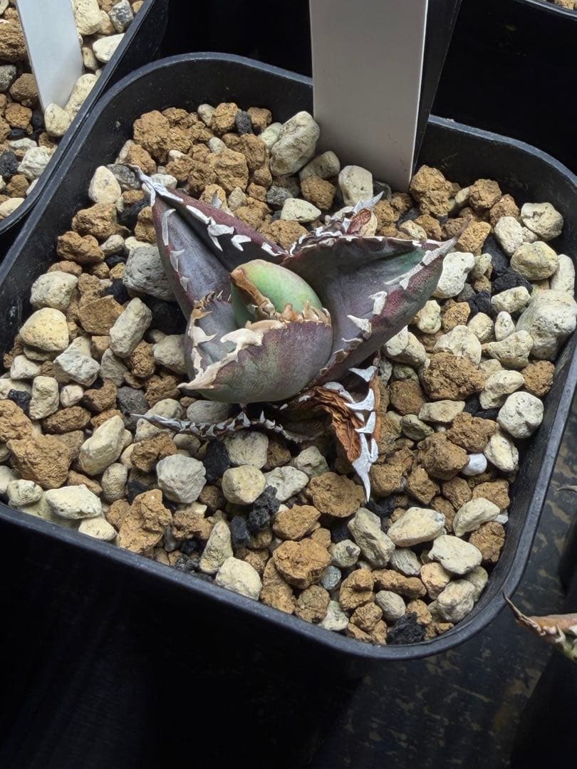 特選　アガベ　チタノタ 包心龍