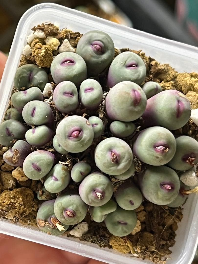 コノフィツム　pageae PV1380ポットごと