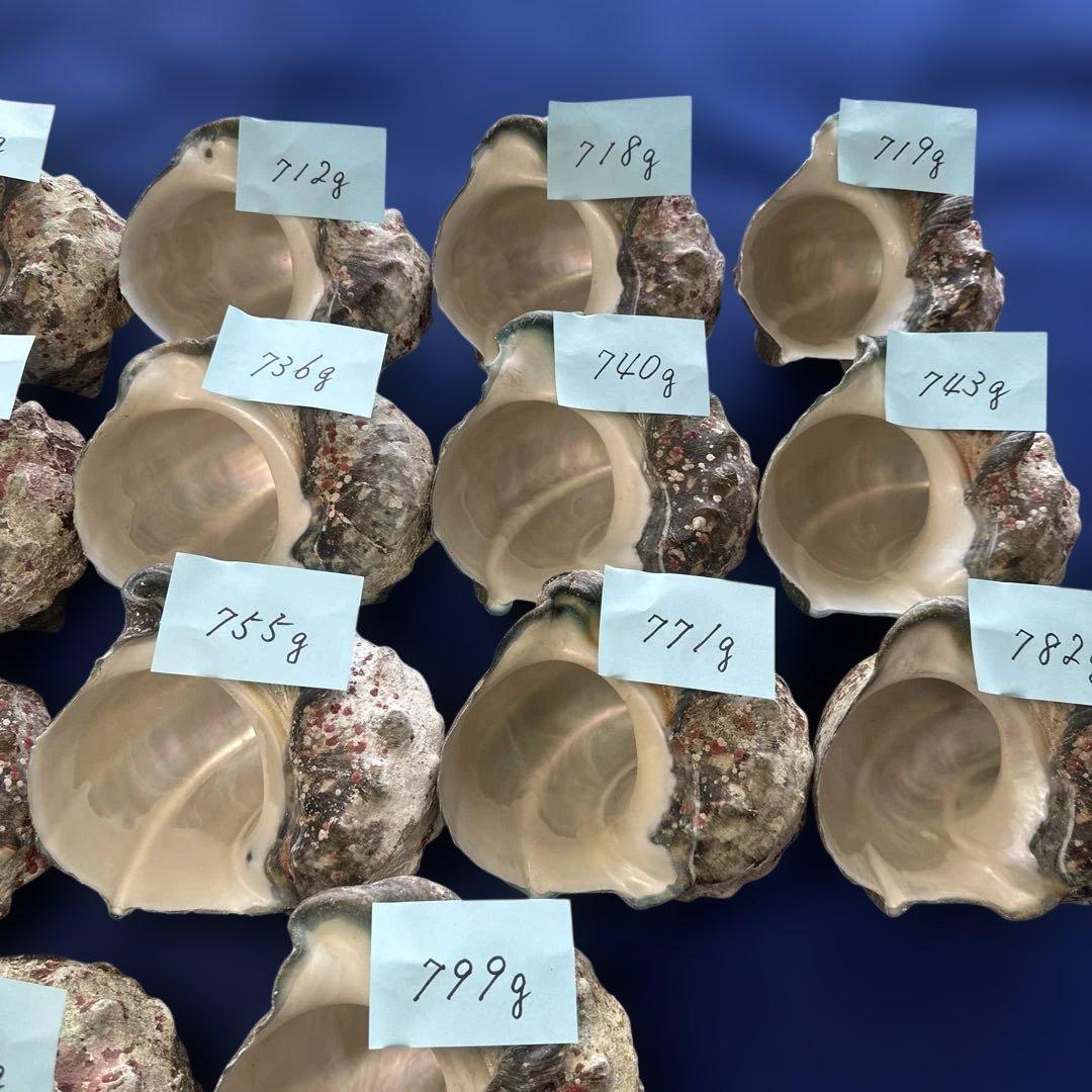 夜光貝　ヤコウ貝　まとめ売り　17個　12、6kg アクセサリー　ルアー
