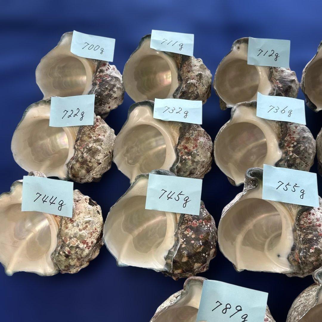 夜光貝　ヤコウ貝　まとめ売り　17個　12、6kg アクセサリー　ルアー