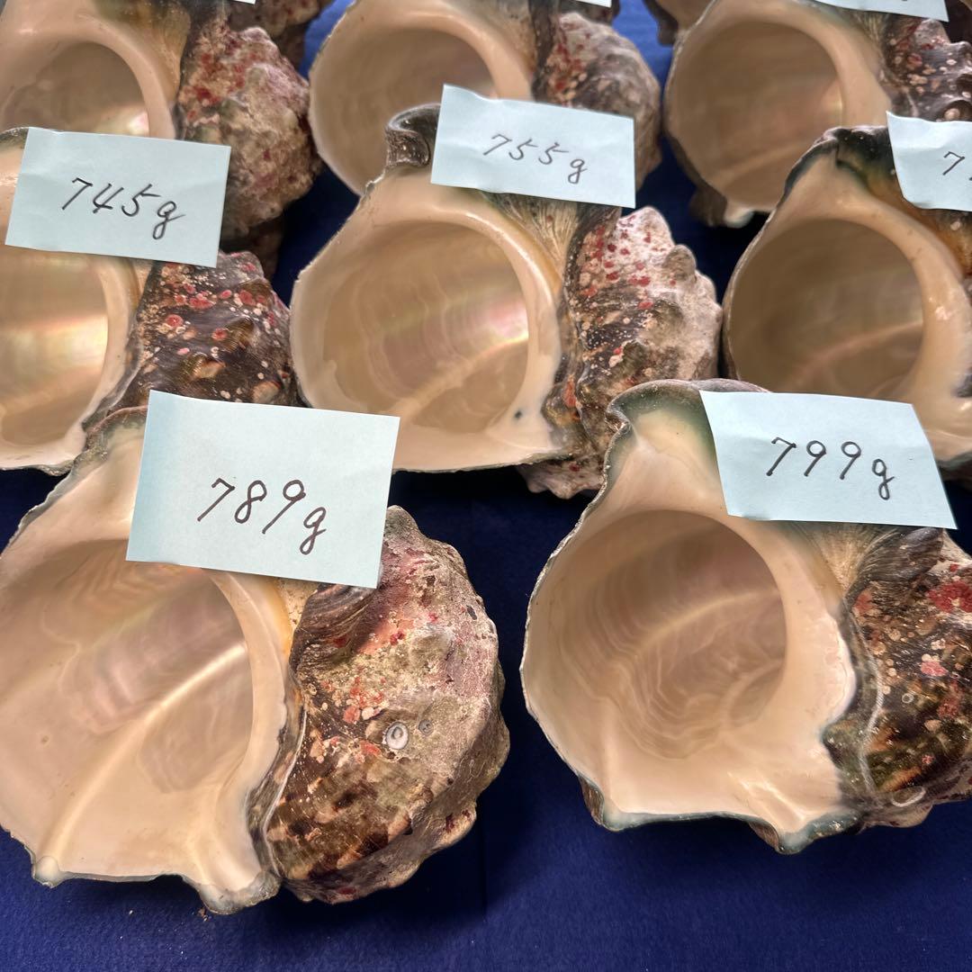 夜光貝　ヤコウ貝　まとめ売り　17個　12、6kg アクセサリー　ルアー