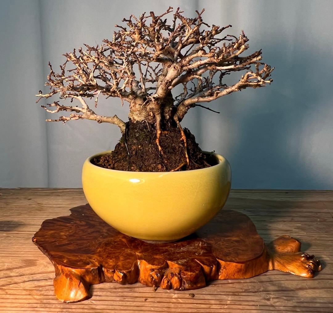 ニレケヤキ　太くて枝ほぐれてます‼︎