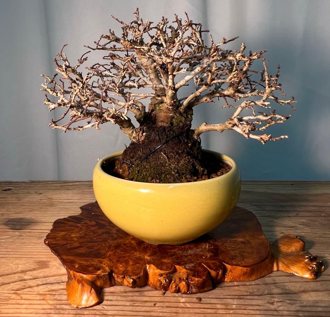 ニレケヤキ　太くて枝ほぐれてます‼︎