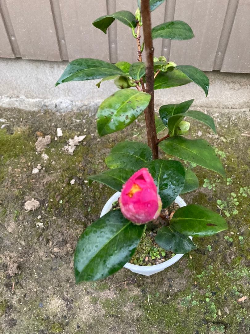 椿(ツバキ)接木苗 藤衣