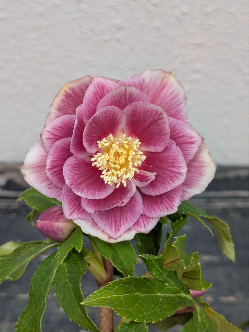 広瀬園芸 クリスマスローズ ソレイユdd｜鮮烈なグラデーションと美しい白抜け