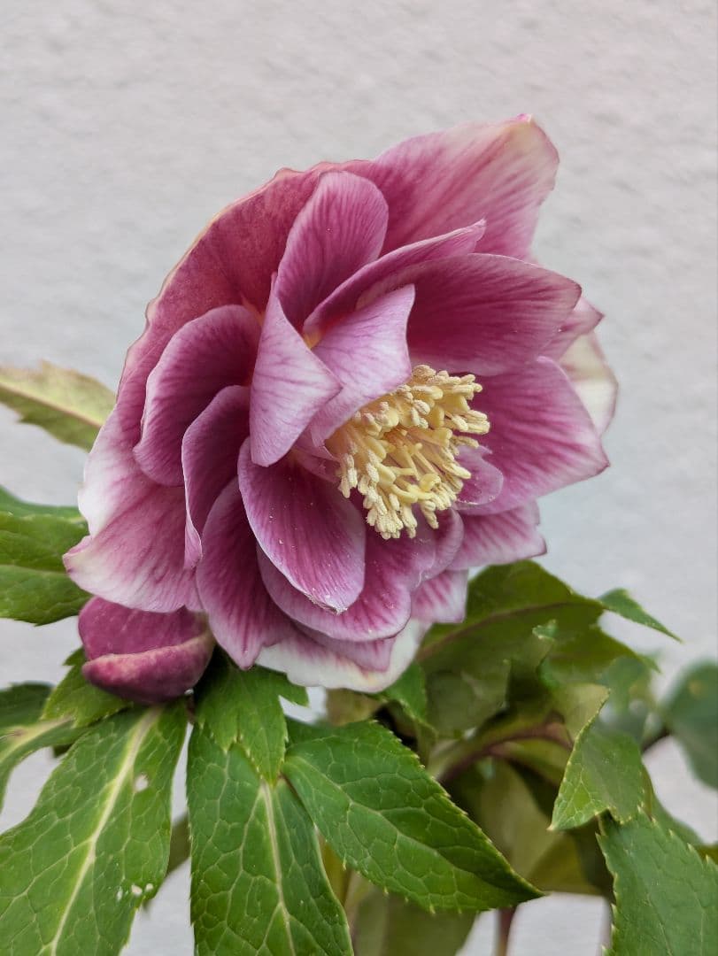 広瀬園芸 クリスマスローズ ソレイユdd｜鮮烈なグラデーションと美しい白抜け