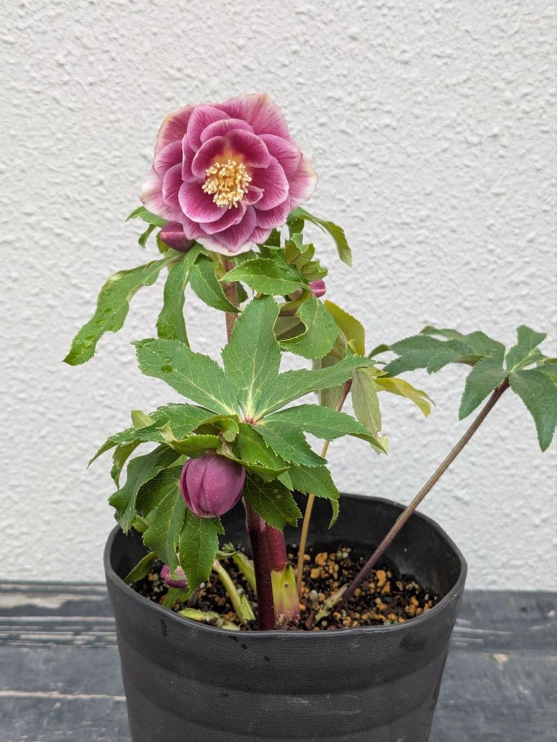 広瀬園芸 クリスマスローズ ソレイユdd｜鮮烈なグラデーションと美しい白抜け