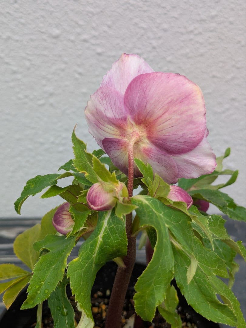 広瀬園芸 クリスマスローズ ソレイユdd｜鮮烈なグラデーションと美しい白抜け