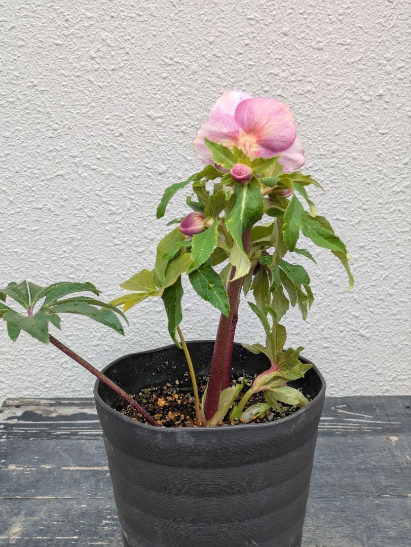 広瀬園芸 クリスマスローズ ソレイユdd｜鮮烈なグラデーションと美しい白抜け