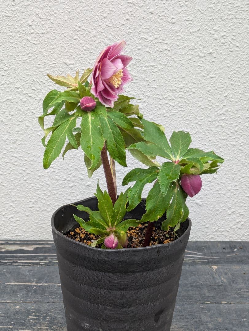 広瀬園芸 クリスマスローズ ソレイユdd｜鮮烈なグラデーションと美しい白抜け